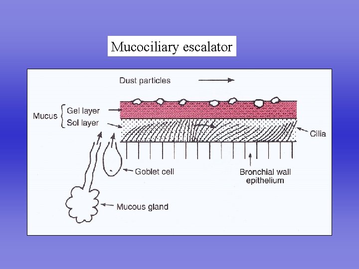 Mucociliary escalator 