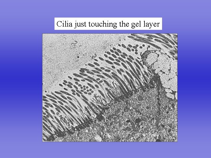 Cilia just touching the gel layer 