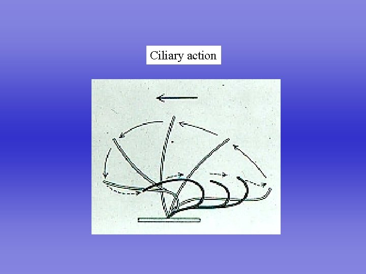Ciliary action 