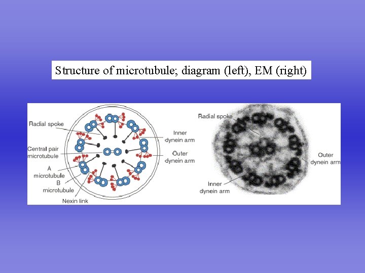 Structure of microtubule; diagram (left), EM (right) 