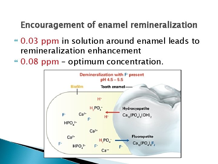 Encouragement of enamel remineralization 0. 03 ppm in solution around enamel leads to remineralization