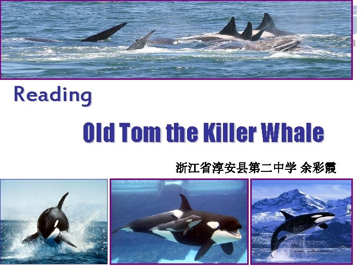 Reading Old Tom the Killer Whale 浙江省淳安县第二中学 余彩霞 