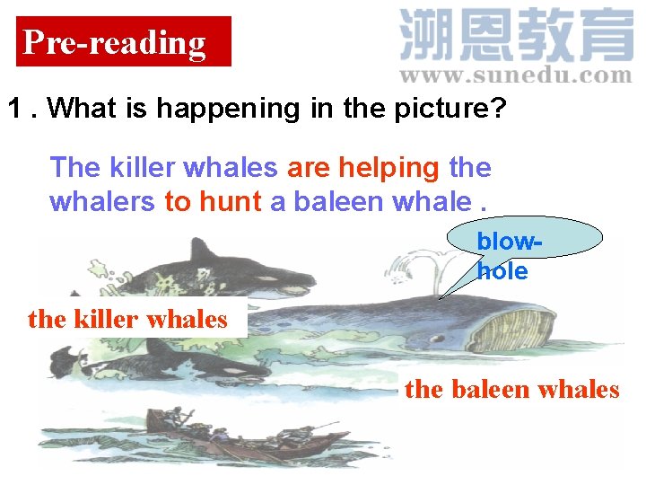 Pre-reading 1. What is happening in the picture? The killer whales are helping the