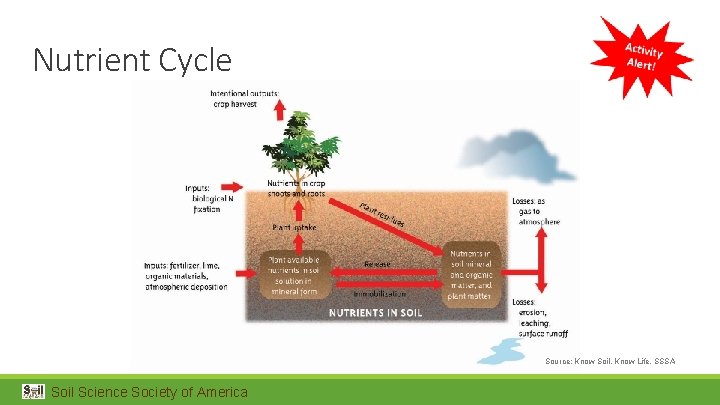 Nutrient Cycle Source: Know Soil, Know Life, SSSA Soil Science Society of America 