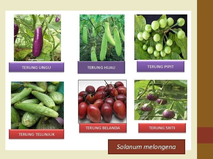 jenis jenis tumbuhan tingkat gen Joseph Walsh