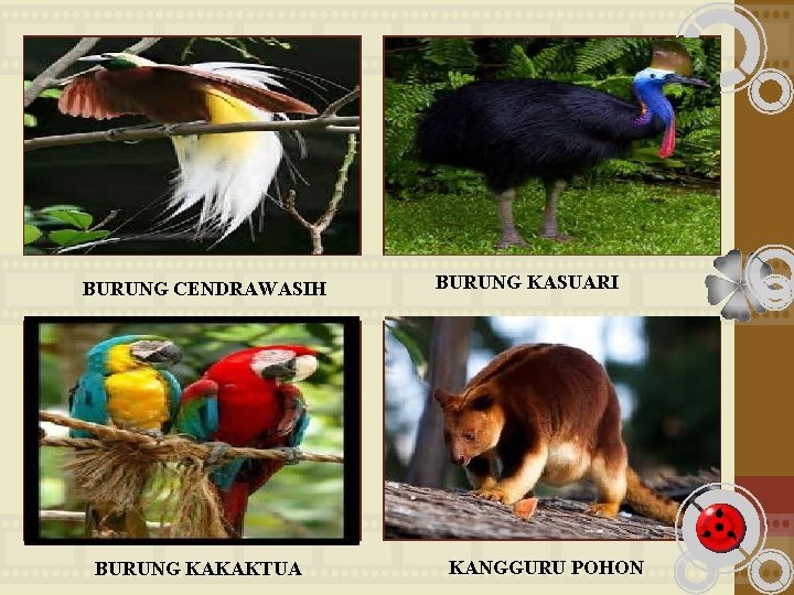Burung cendrawasih dan burung kasuari merupakan fauna indonesia bagian