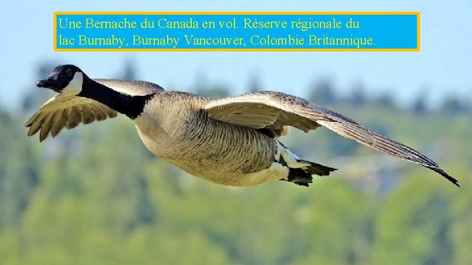 Une Bernache du Canada en vol. Réserve régionale du lac Burnaby, Burnaby Vancouver, Colombie