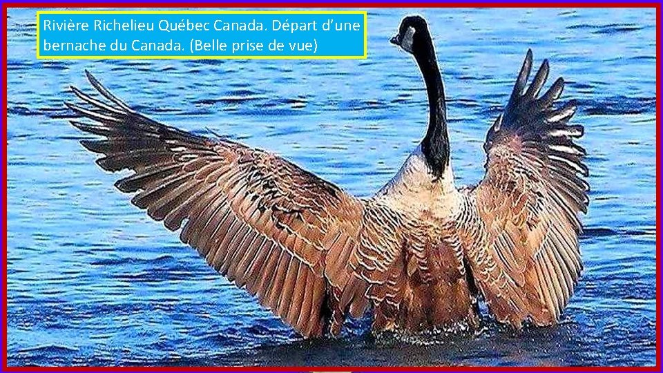 Rivière Richelieu Québec Canada. Départ d’une bernache du Canada. (Belle prise de vue) 