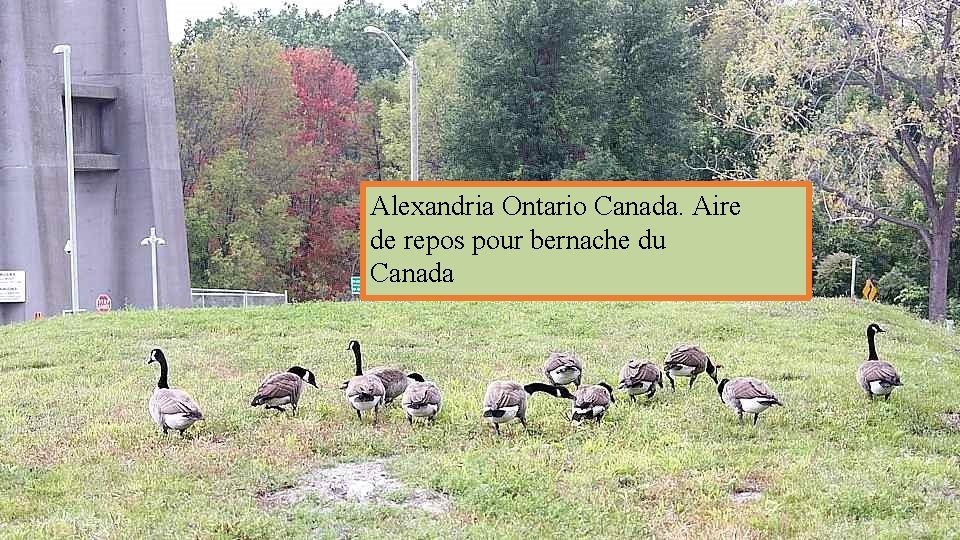 Alexandria Ontario Canada. Aire de repos pour bernache du Canada 