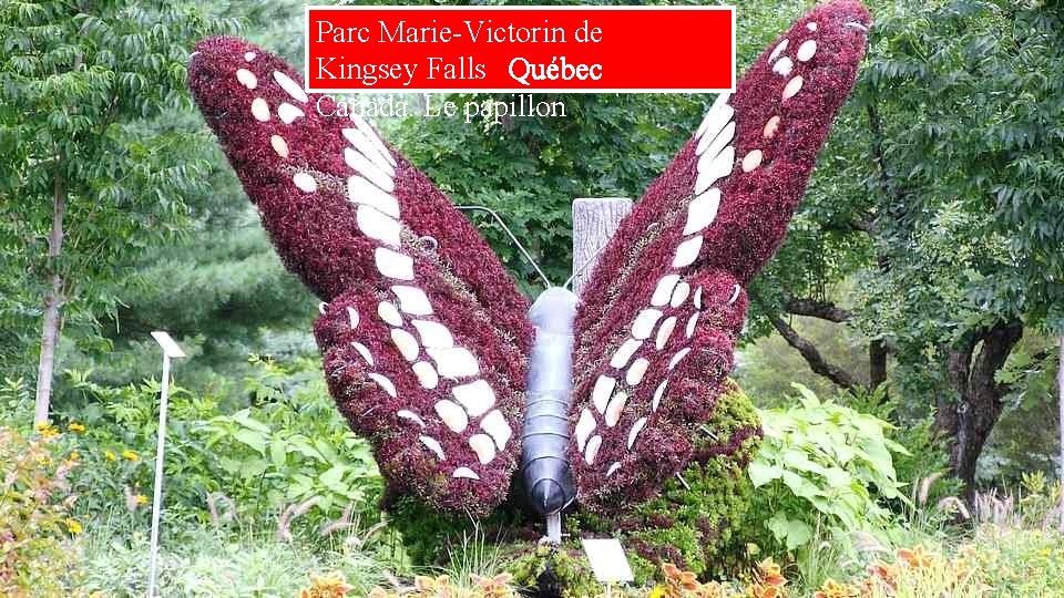Parc Marie-Victorin de Kingsey Falls Québec Canada. Le papillon 