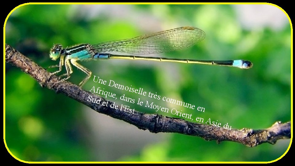 Une Dem oisel Afriq le trè ue, d s com ans le Sud e