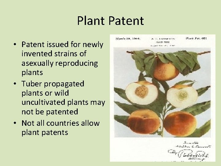 Plant Patent • Patent issued for newly invented strains of asexually reproducing plants •