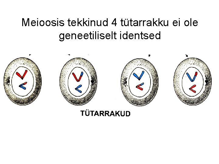 Meioosis tekkinud 4 tütarrakku ei ole geneetiliselt identsed 