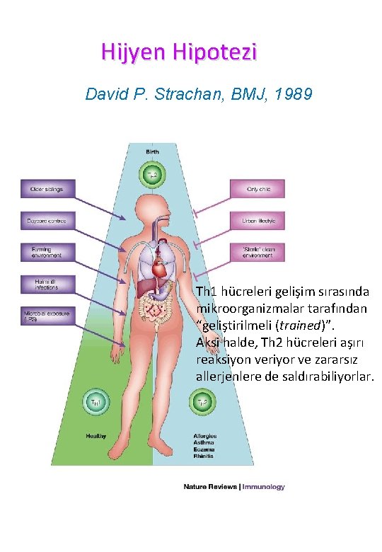 Hijyen Hipotezi David P. Strachan, BMJ, 1989 Th 1 hücreleri gelişim sırasında mikroorganizmalar tarafından