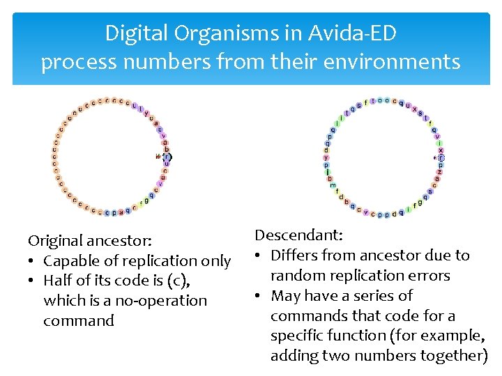 Digital Organisms in Avida-ED process numbers from their environments Original ancestor: • Capable of