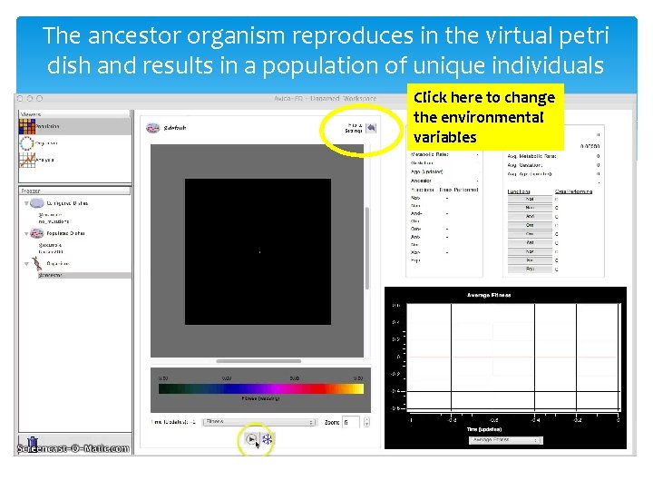 The ancestor organism reproduces in the virtual petri dish and results in a population