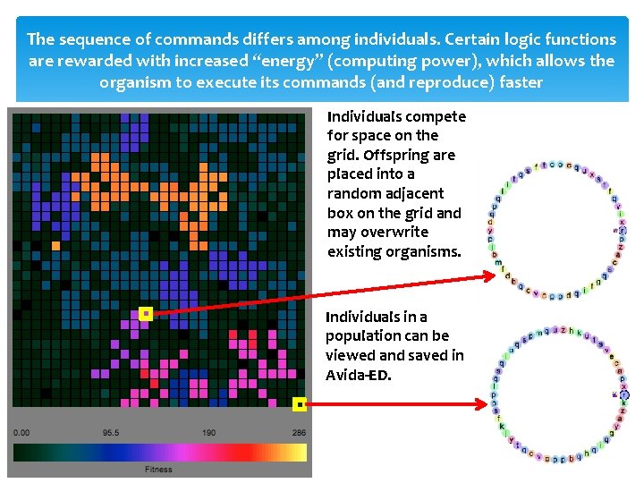 The sequence of commands differs among individuals. Certain logic functions are rewarded with increased