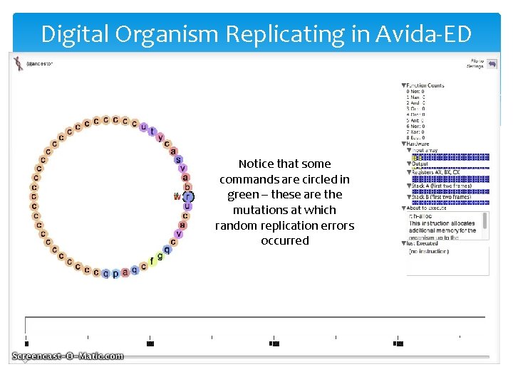 Digital Organism Replicating in Avida-ED Notice that some commands are circled in green –