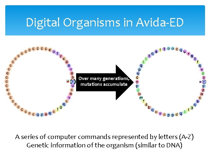 Digital Organisms in Avida-ED ancestor Over many generations, mutations accumulate descendant A series of