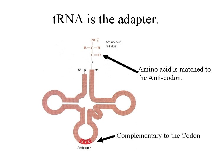 t. RNA is the adapter. Amino acid is matched to the Anti-codon. Complementary to