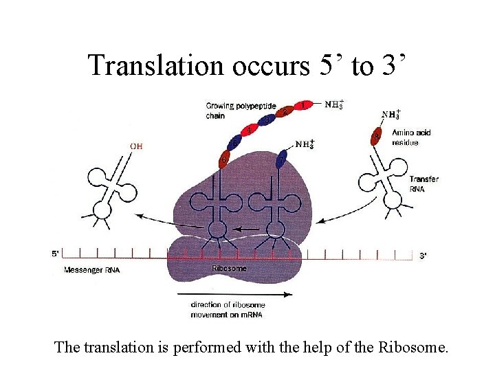 Translation occurs 5’ to 3’ The translation is performed with the help of the