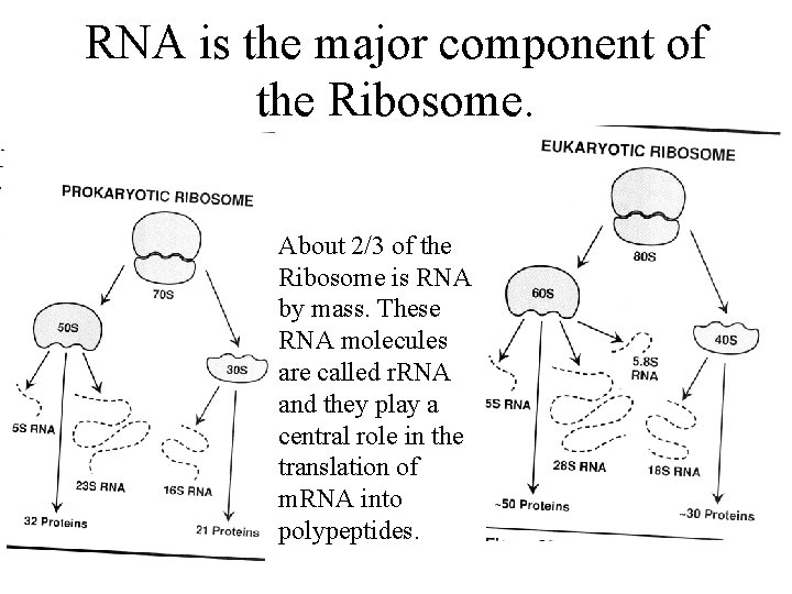 RNA is the major component of the Ribosome. About 2/3 of the Ribosome is