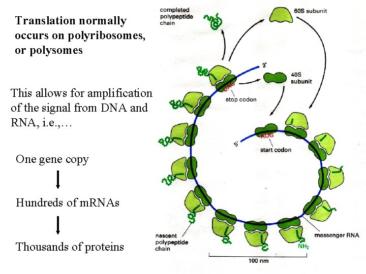 Translation normally occurs on polyribosomes, or polysomes This allows for amplification of the signal