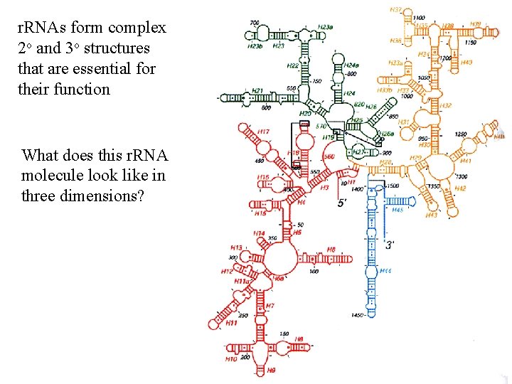 r. RNAs form complex 2 o and 3 o structures that are essential for