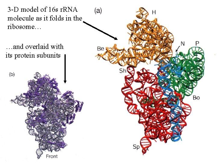 3 -D model of 16 s r. RNA molecule as it folds in the