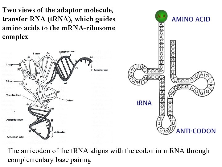 Two views of the adaptor molecule, transfer RNA (t. RNA), which guides amino acids