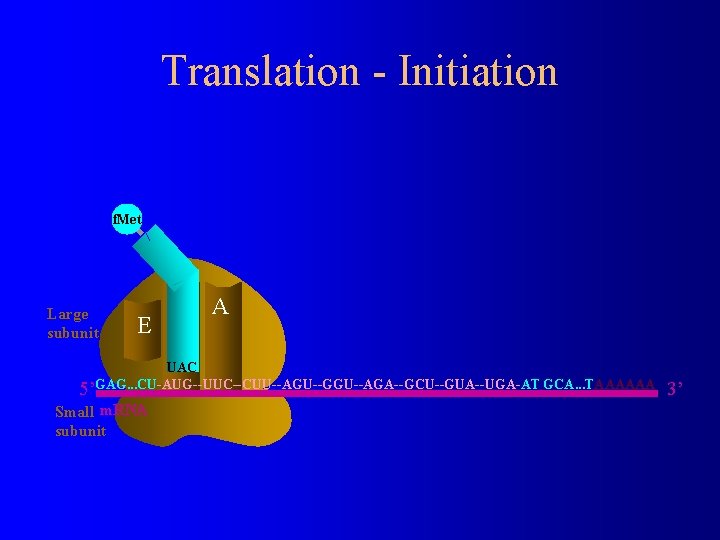 Translation - Initiation f. Met Large subunit E P A UAC 5’GAG. . .