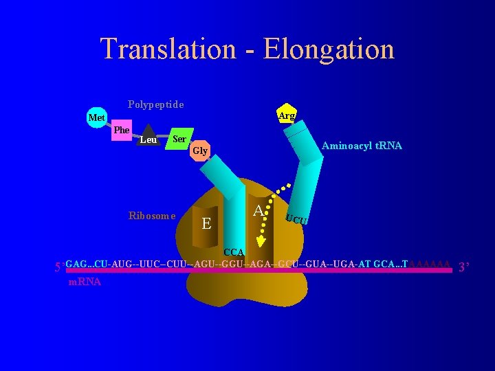 Translation - Elongation Polypeptide Arg Met Phe Leu Ser Aminoacyl t. RNA Gly Ribosome