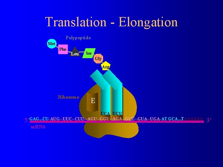 Translation - Elongation Polypeptide Met Phe Leu Ser Gly Arg Ribosome E P A