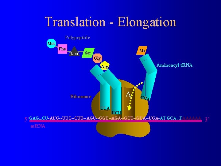 Translation - Elongation Polypeptide Met Phe Leu Ala Ser Gly Aminoacyl t. RNA Arg