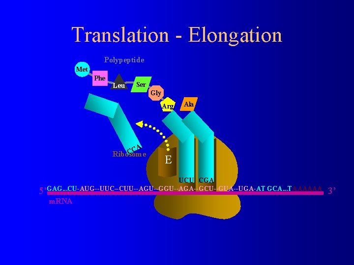 Translation - Elongation Polypeptide Met Phe Leu Ser Gly Arg CA C Ribosome E