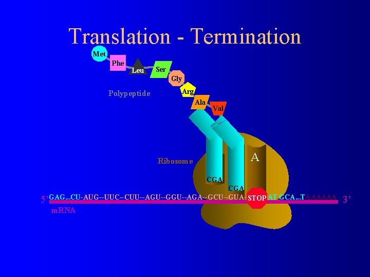 Translation - Termination Met Phe Leu Ser Gly Polypeptide Arg Ala Ribosome Val E