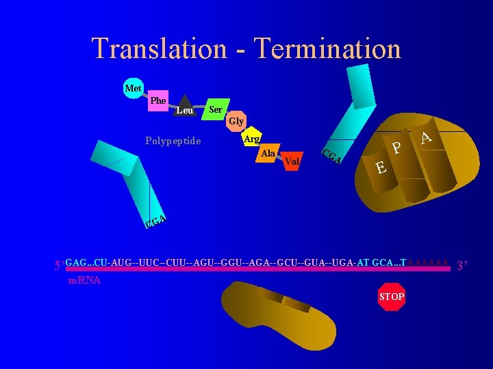 Translation - Termination Met Phe Leu Ser Gly Polypeptide Arg Ala Val CG A
