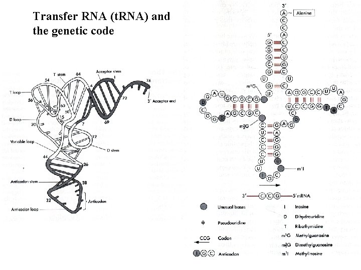 Transfer RNA (t. RNA) and the genetic code 