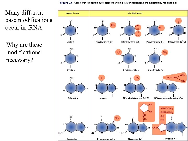 Many different base modifications occur in t. RNA Why are these modifications necessary? 