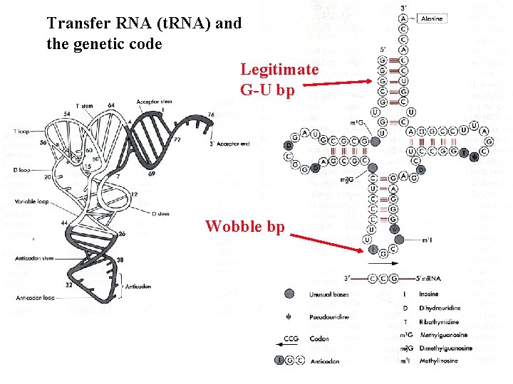 Transfer RNA (t. RNA) and the genetic code Legitimate G-U bp Wobble bp 