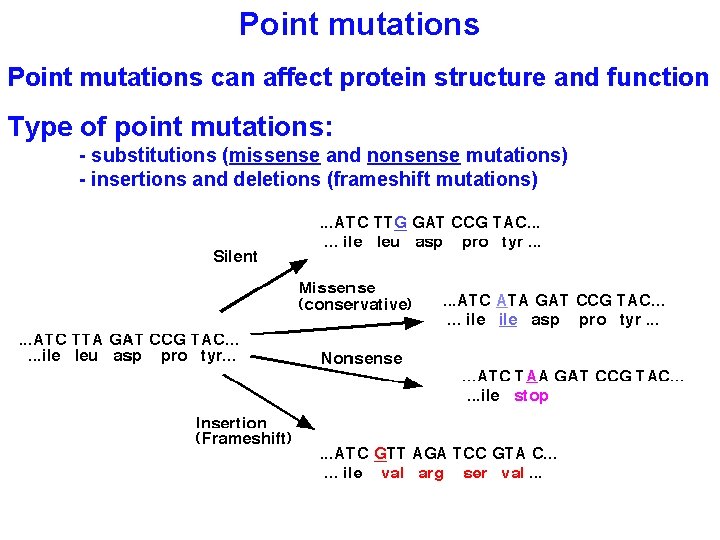Point mutations can affect protein structure and function Type of point mutations: - substitutions