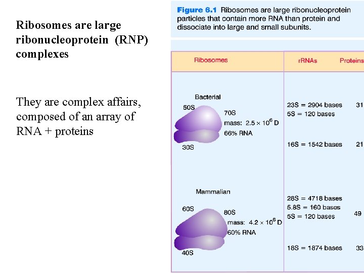 Ribosomes are large ribonucleoprotein (RNP) complexes They are complex affairs, composed of an array