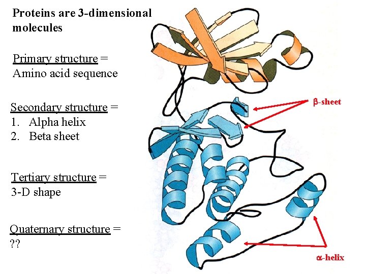 Proteins are 3 -dimensional molecules Primary structure = Amino acid sequence Secondary structure =