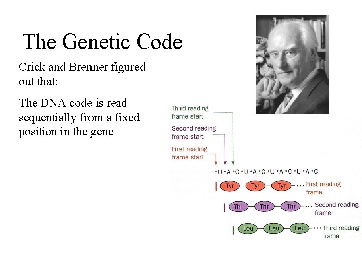 The Genetic Code Crick and Brenner figured out that: The DNA code is read