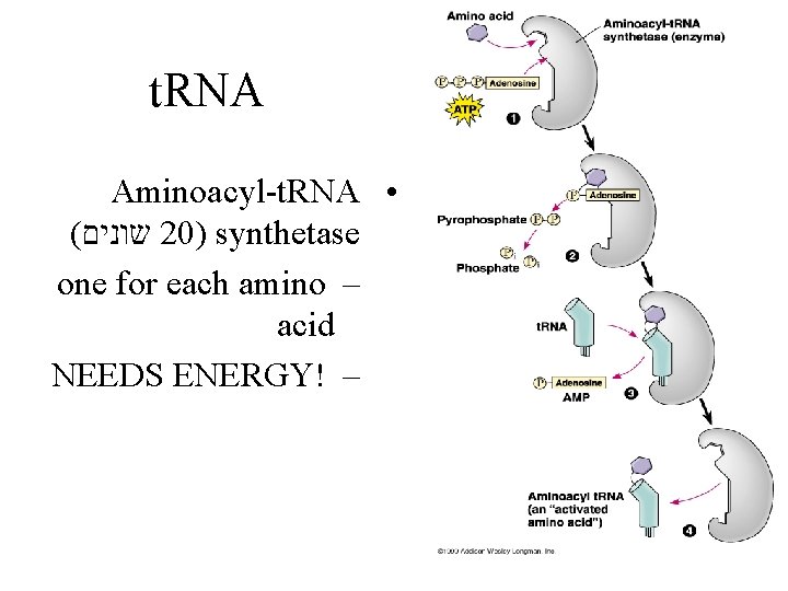 t. RNA Aminoacyl-t. RNA • ( שונים 20) synthetase one for each amino –