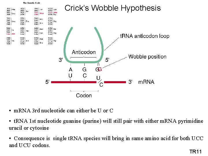 Crick’s Wobble Hypothesis • m. RNA 3 rd nucleotide can either be U or