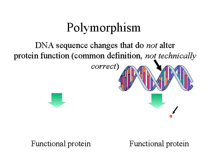Polymorphism DNA sequence changes that do not alter protein function (common definition, not technically