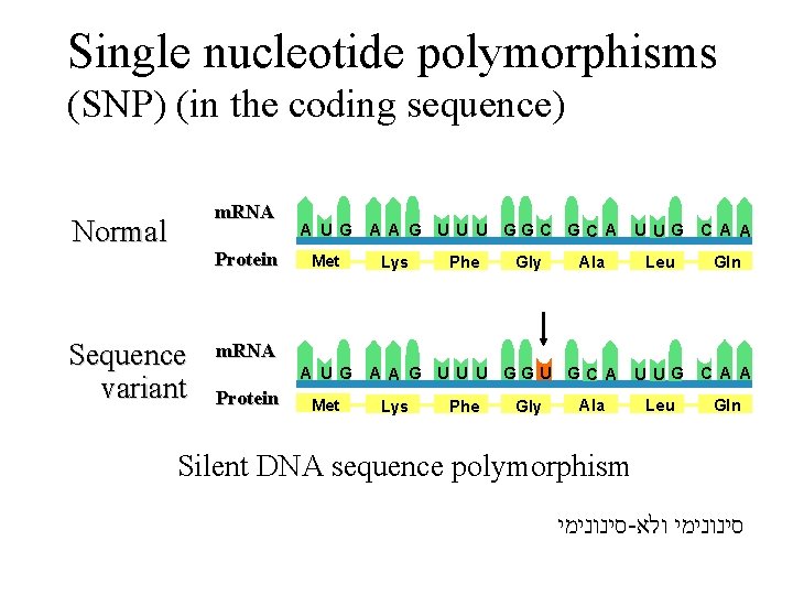 Single nucleotide polymorphisms (SNP) (in the coding sequence) m. RNA Normal Protein Sequence variant