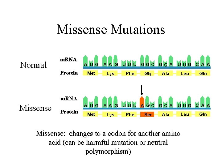 Missense Mutations Normal m. RNA Protein A U G Met A A G U