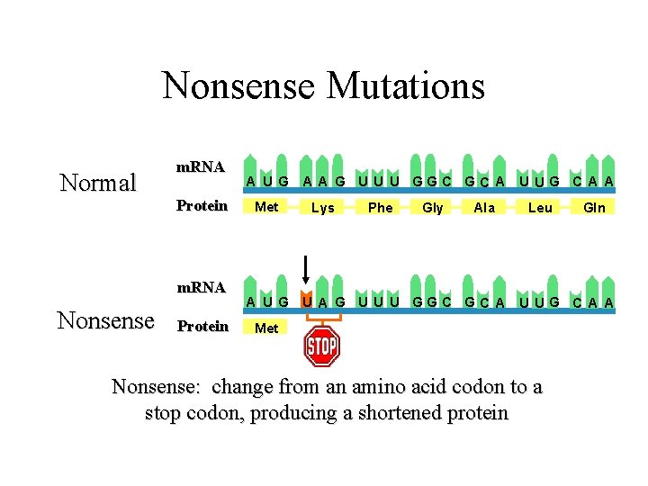 Nonsense Mutations Normal m. RNA Protein m. RNA Nonsense Protein A U G Met